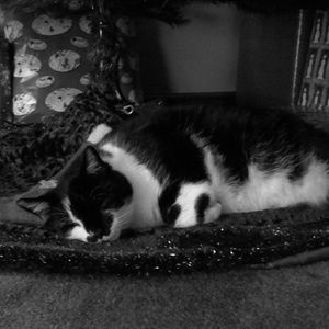 Meet your Posher, Desiree